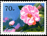 Camellias of Yunnan