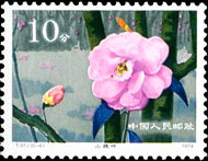 Camellias of Yunnan