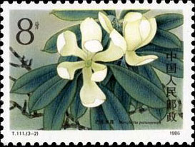 Badong lily magnolia