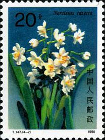 Narcissus Tazetta