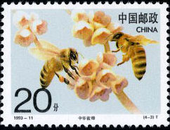 Chinese Bee