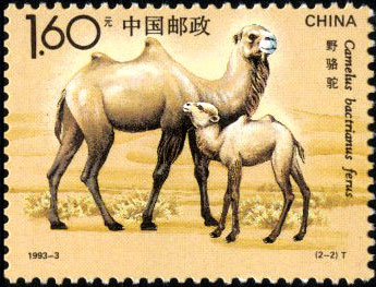 Camelus Bactrianus Ferus