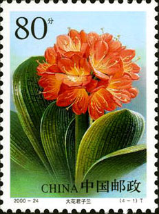 Scarlet Kaffir Lily