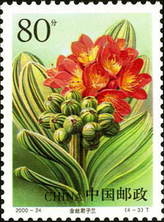 Golden Striat Lily