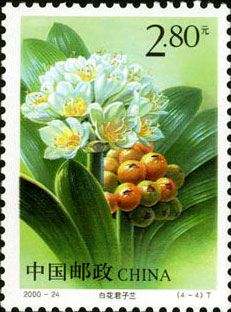 White Kaffir lily