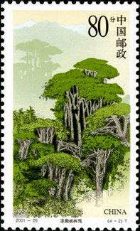 An Immense Forest in the Liangdianxia Gorge
