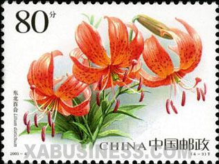 Lilium distichum