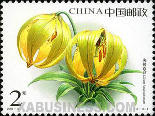 Lilium lophophorum