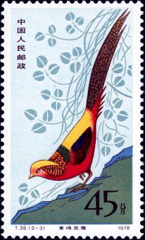 Golden Pheasant