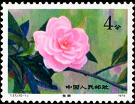 Camellias of Yunnan