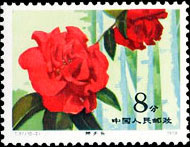 Camellias of Yunnan