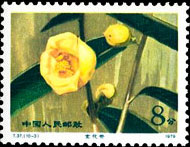 Camellias of Yunnan