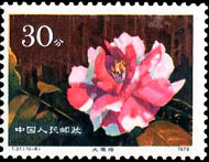 Camellias of Yunnan