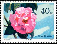 Camellias of Yunnan