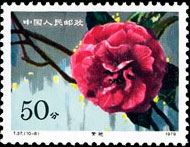 Camellias of Yunnan