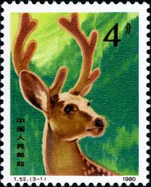 Sika Deer