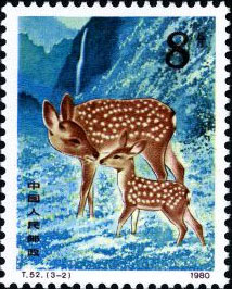 Sika Deer