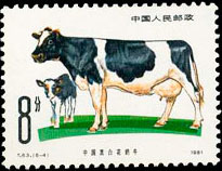 Cattle