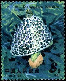 Bamboo mushroom