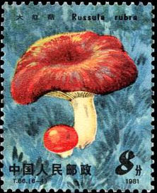 Red mushroom