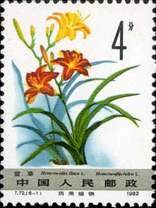 Day lily