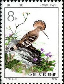 Hoopoe