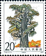 Xuan Yuan Cypress