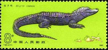 Chinese Alligator