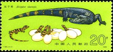 Chinese Alligator