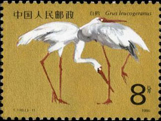 White Crane