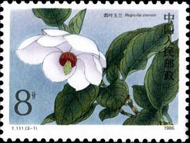 Round-leaf magnolia