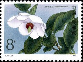 Round-leaf magnolia