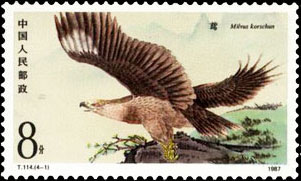 Blake Kite(Milvus Korschun)