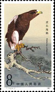 Steller Sea Eagle(Haliaeetus)