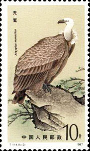 black vulture(Aegypius monachus)