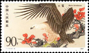 Upland Buzzard(Buteo hemilasius)