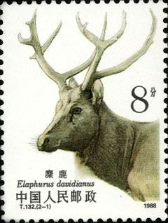 Milu Deer