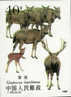 Milu Deer