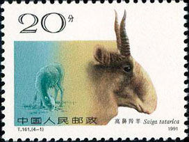 High-nose Antelope (Saiga Tatarica)
