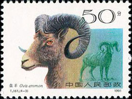 Argali(Ovis ammon)