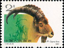 Northern Goat(Capra ibex)