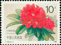 Horse Hair Azalea