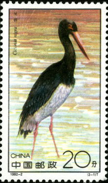 Ciconia Nigra