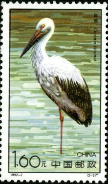 Ciconia Ciconia