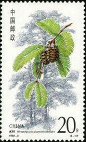 Metasequoia Glyptostroboides