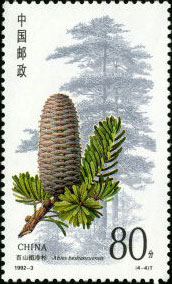 Abies Beshanzuensis