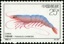 Penaeus Chinesis