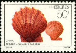 Chlamys Farreri