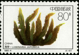 Laminaria Japonica