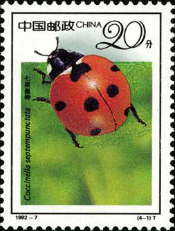 Coccinella Septempunctata